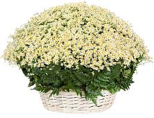Цветочная композиция из Ромашки в корзине #REPLACE_PRED# Раменье